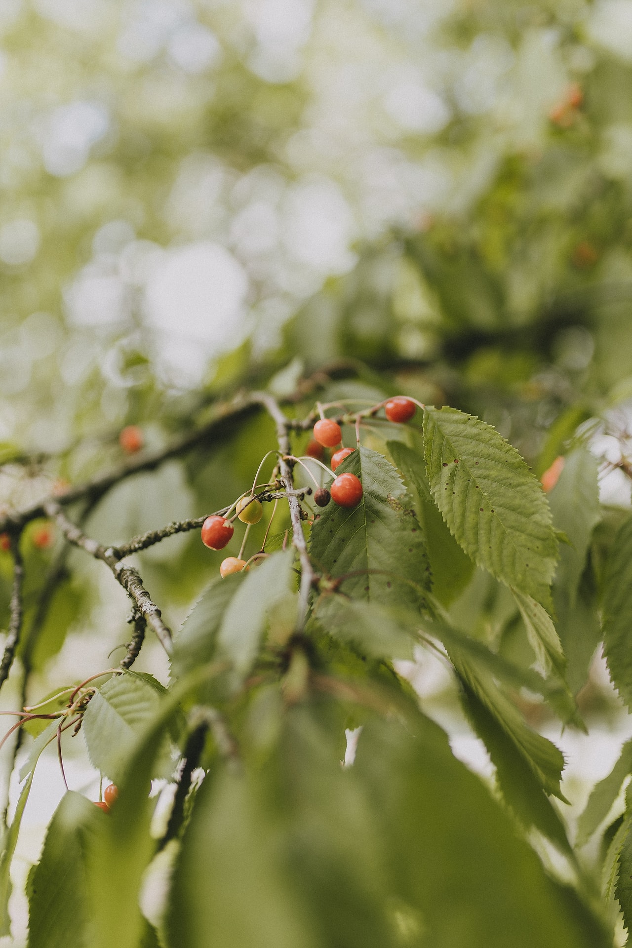 Wesele w Restauracji Wilaneska